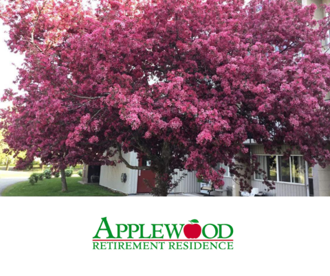 Spring blossoms at The Applewood Retirement Residence