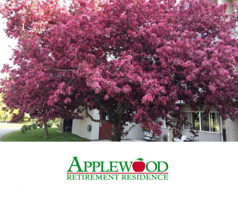 Spring blossoms at The Applewood Retirement Residence